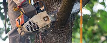 Best Tree and Shrub Care  in Black Forest, CO