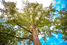 Best Root Management and Removal  in Black Forest, CO