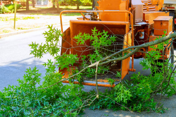  Black Forest, CO Tree Services Pros