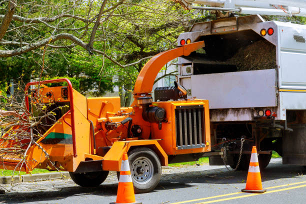 Best Emergency Tree Removal  in Black Forest, CO