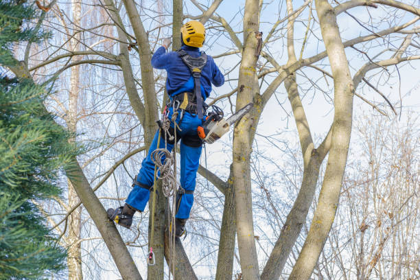 Best Hedge Trimming  in Black Forest, CO