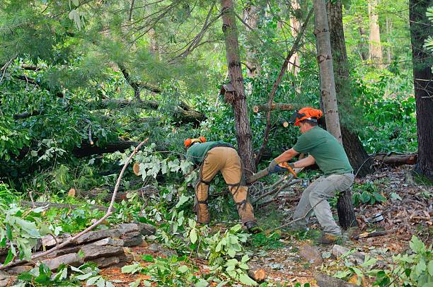 Best Tree Health Inspection  in Black Forest, CO