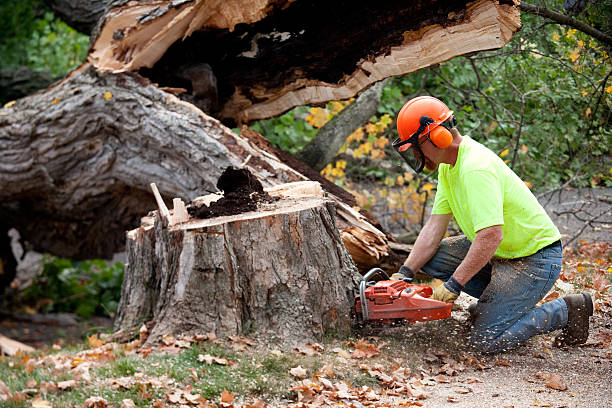 Best Tree Preservation Services  in Black Forest, CO