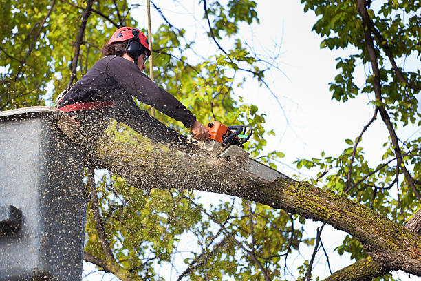 Best Leaf Removal  in Black Forest, CO