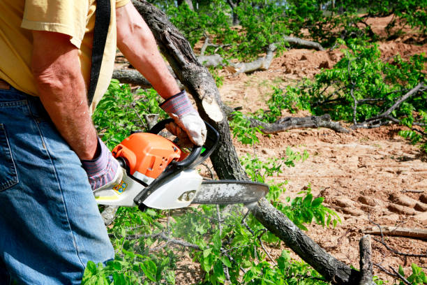 Best Stump Grinding and Removal  in Black Forest, CO